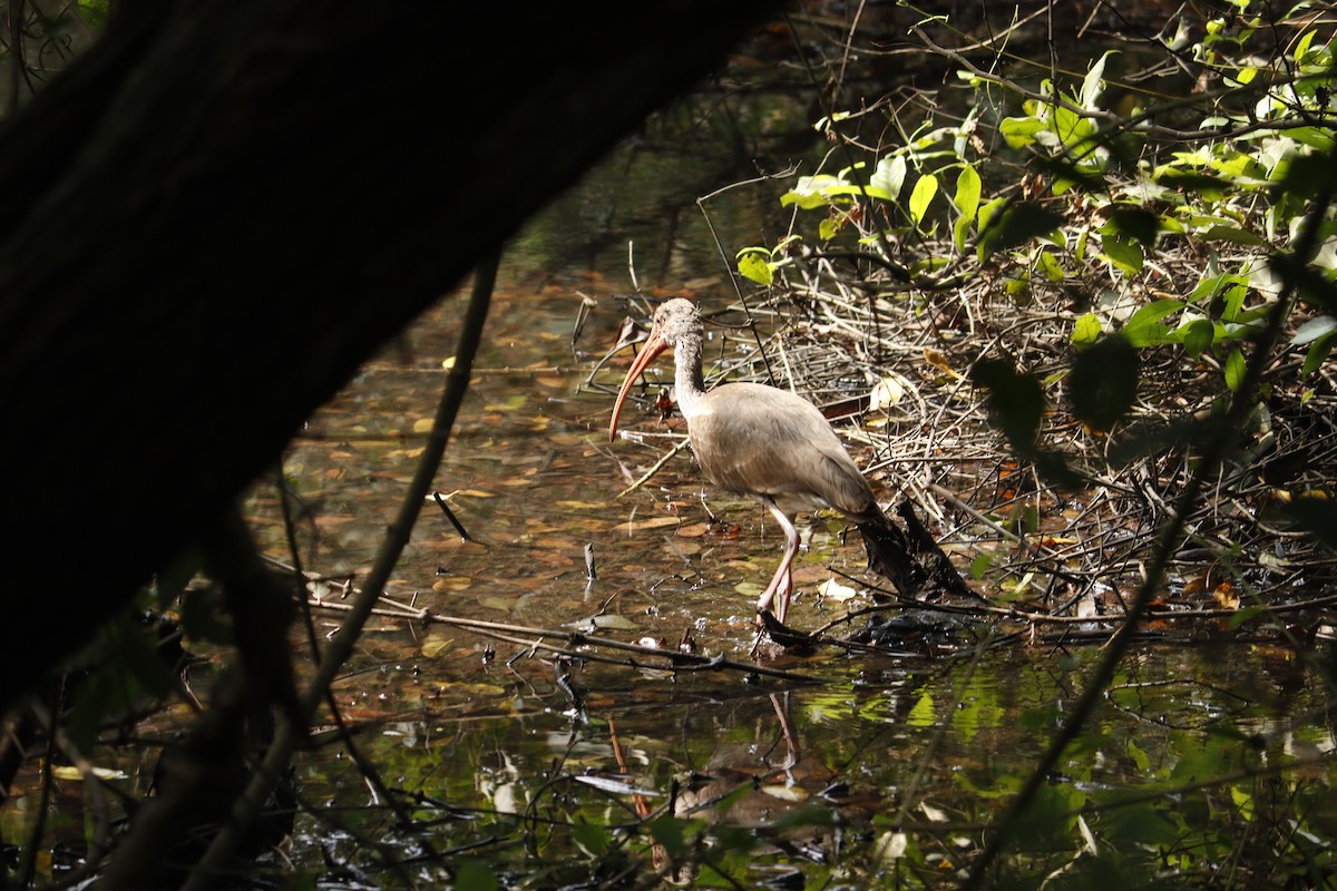 White Ibis - ML645027759