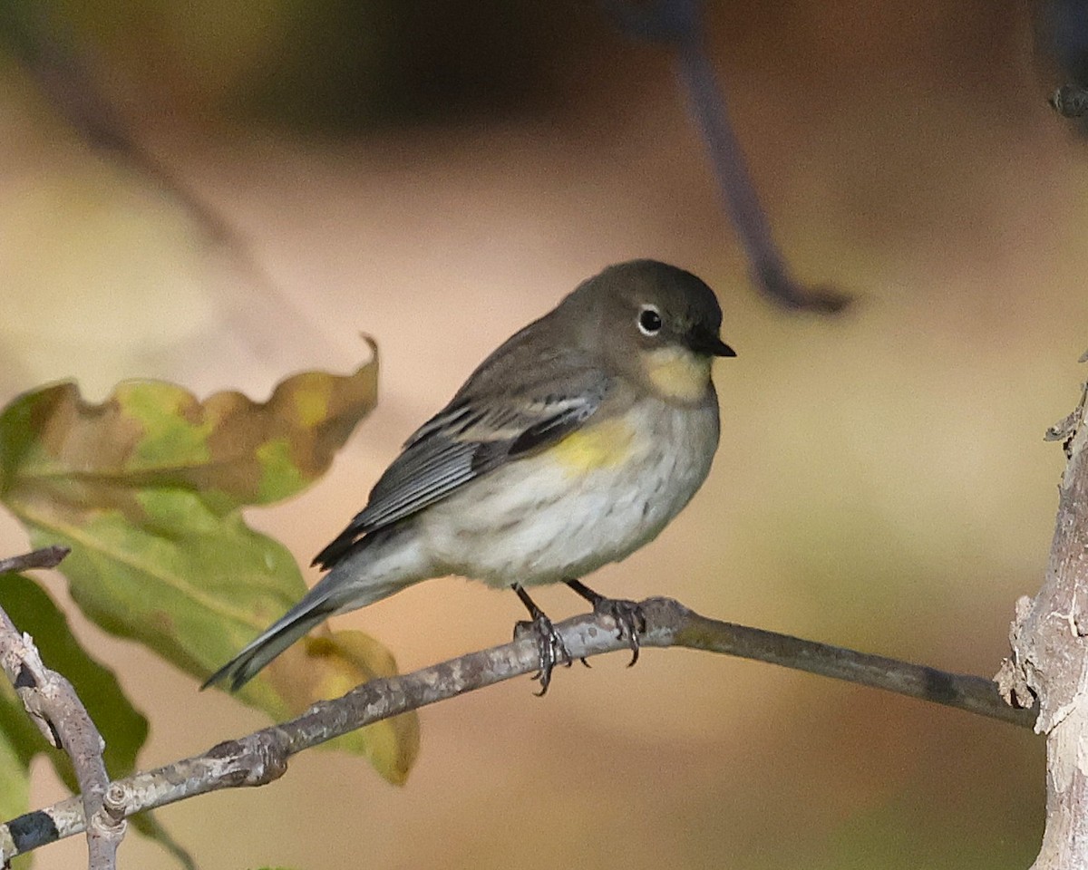 Yellow-rumped Warbler (Audubon's) - ML645027764