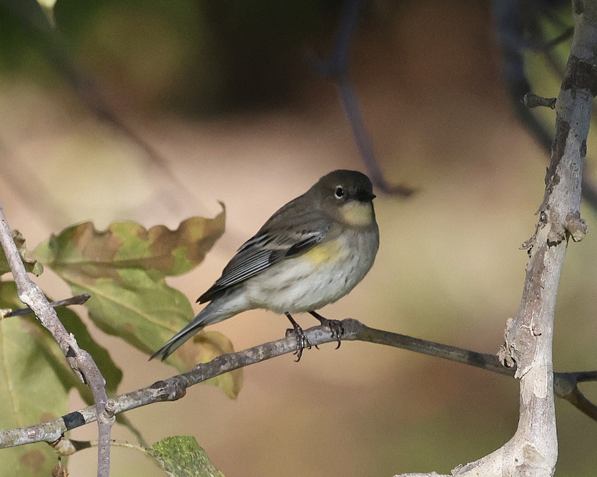 Yellow-rumped Warbler (Audubon's) - ML645027765