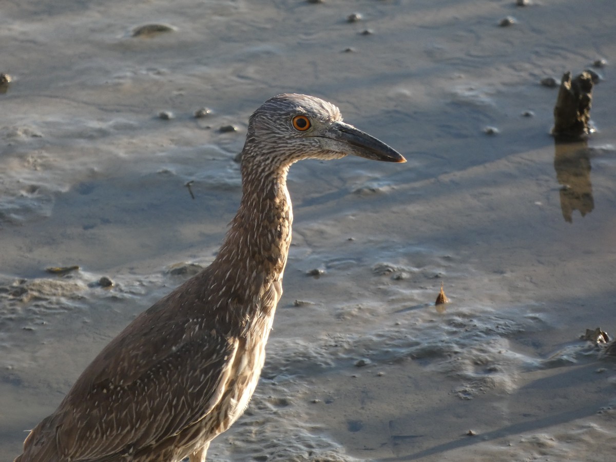 Yellow-crowned Night Heron - ML645027768