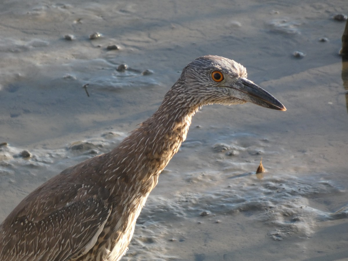 Yellow-crowned Night Heron - ML645027778