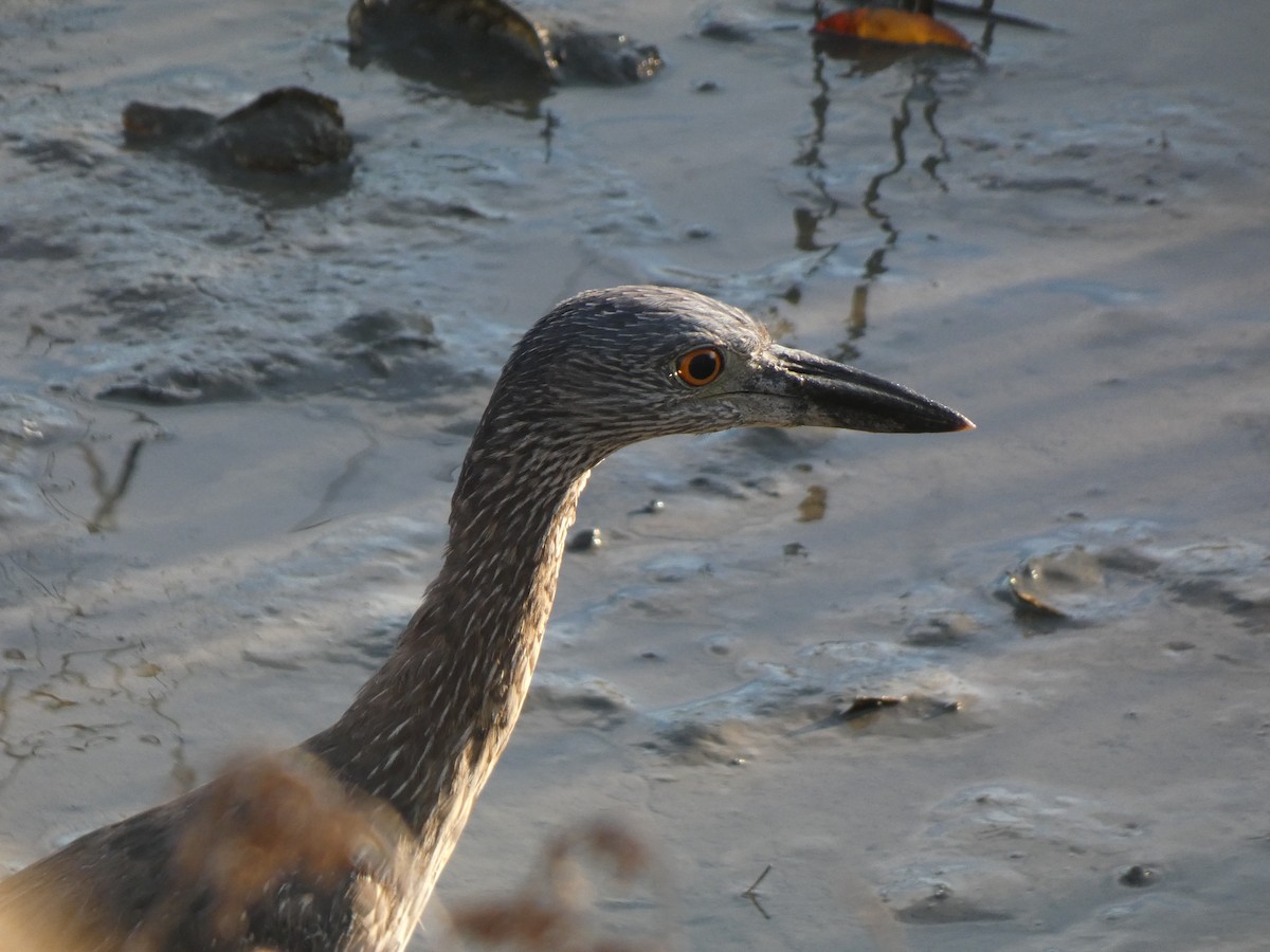 Yellow-crowned Night Heron - ML645027781