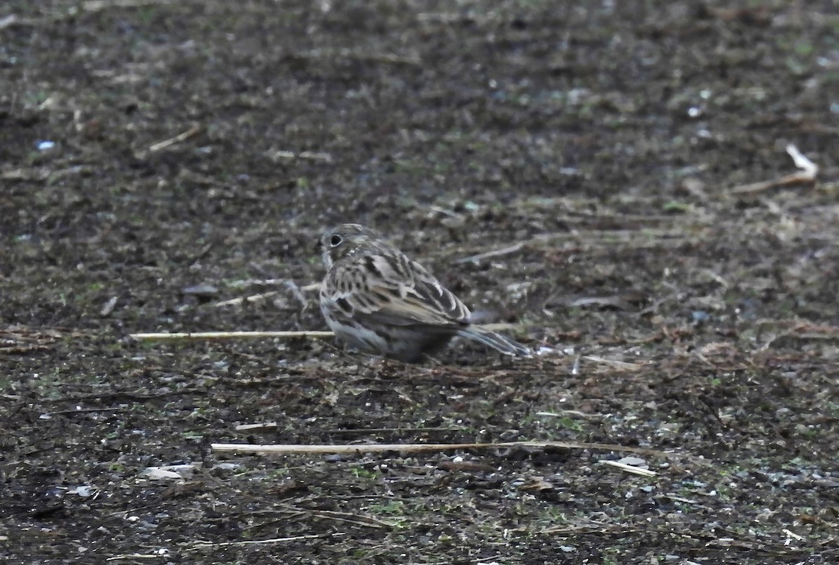 Vesper Sparrow - ML645027783