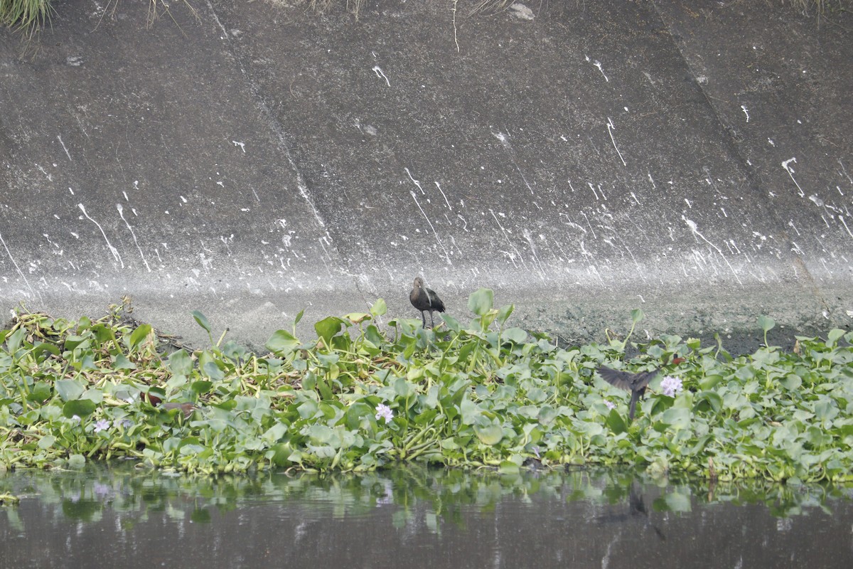 White-faced Ibis - ML645027787