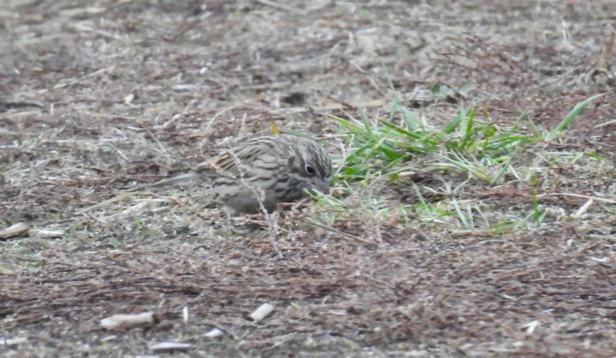 Vesper Sparrow - ML645027802