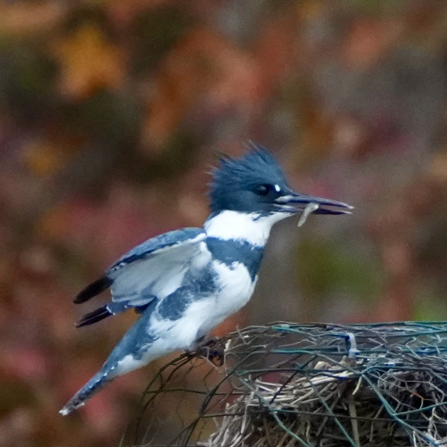 Martin handi iparramerikarra - ML645027811