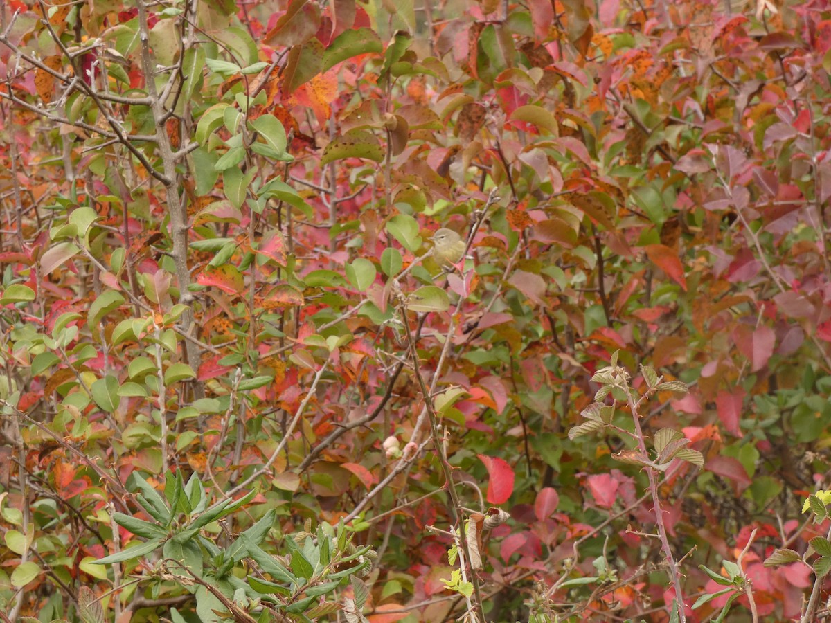 Orange-crowned Warbler - ML645027815