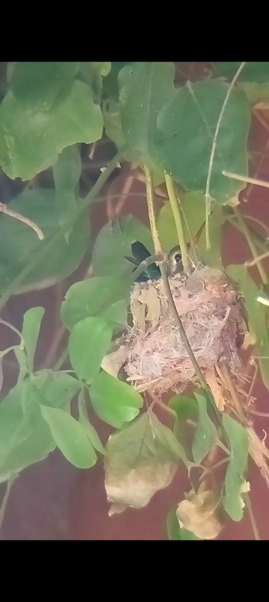 Glittering-bellied Emerald - ML645027819