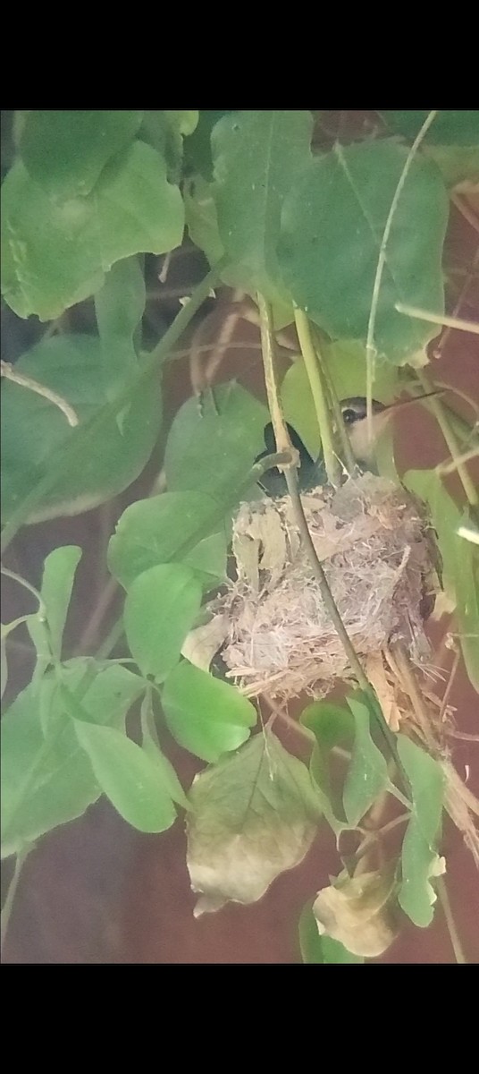 Glittering-bellied Emerald - ML645027820