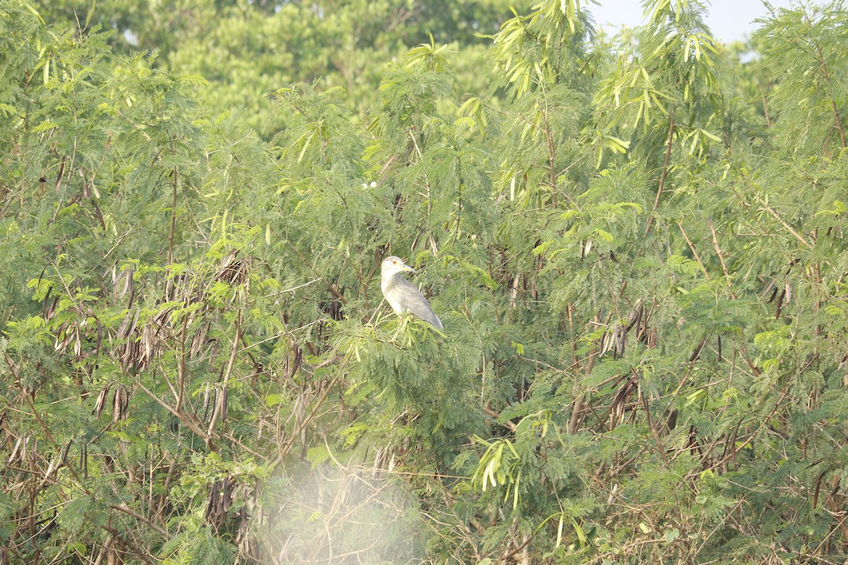 Black-crowned Night Heron - ML645027825