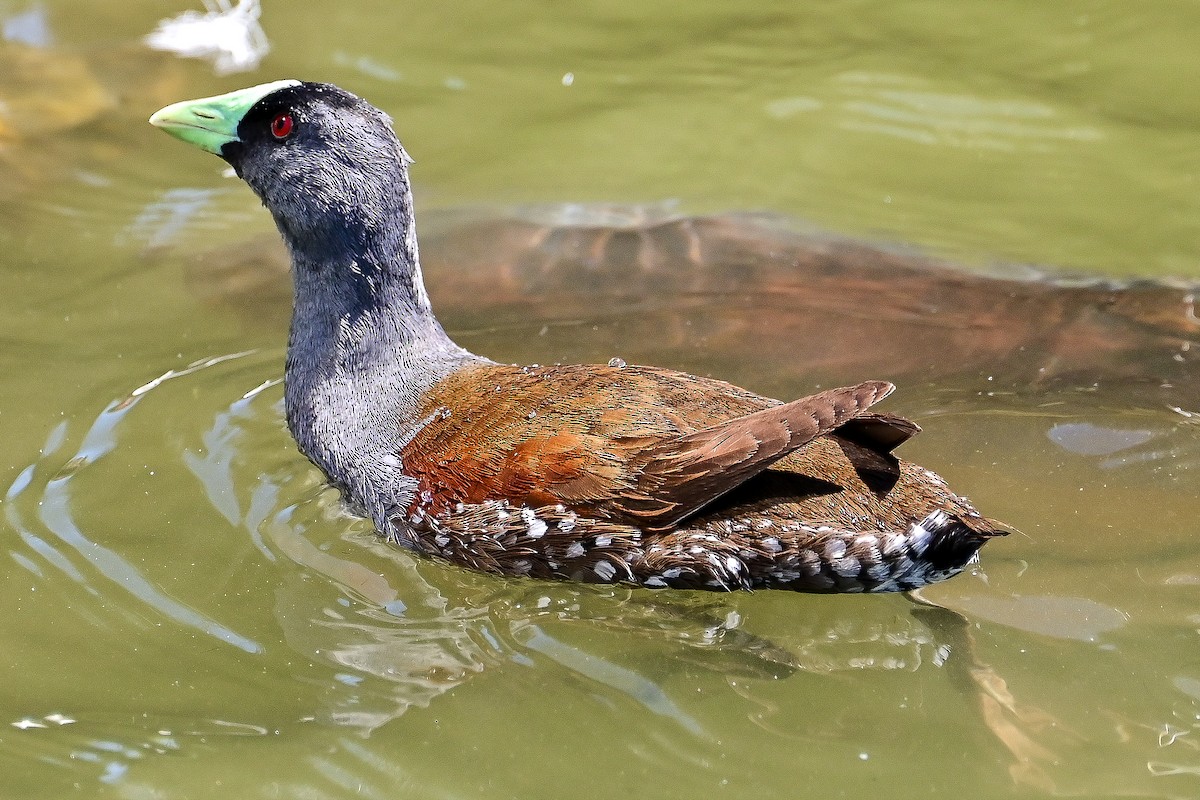 Spot-flanked Gallinule - ML645027831