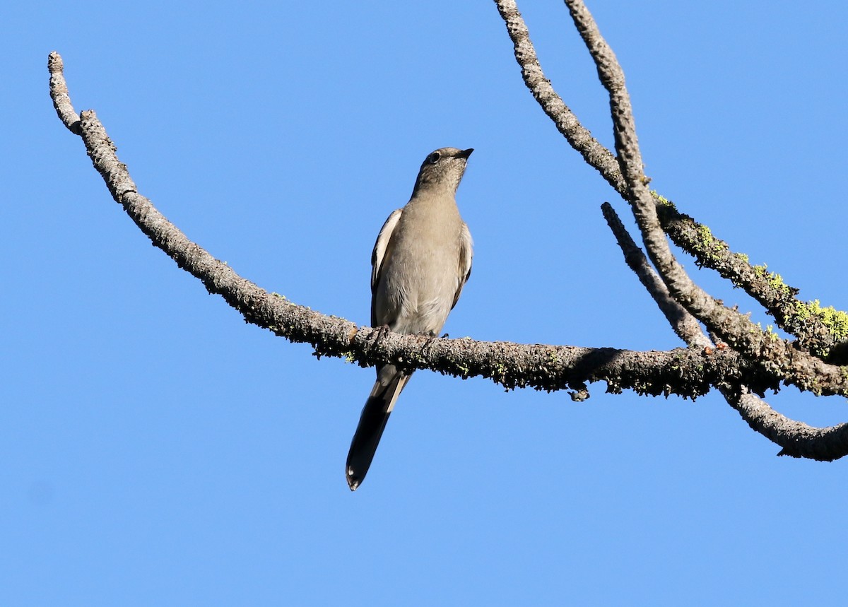 Townsend's Solitaire - ML645027855
