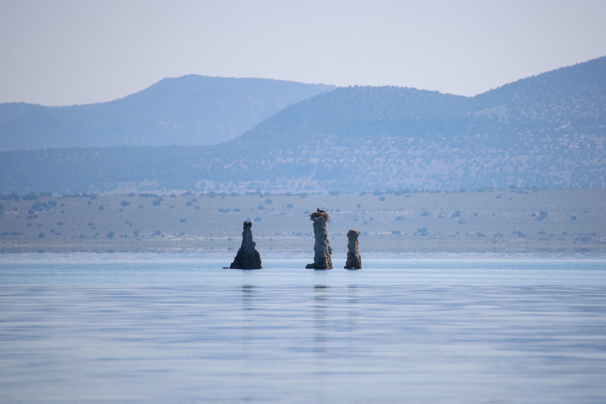 Osprey - ML645027874