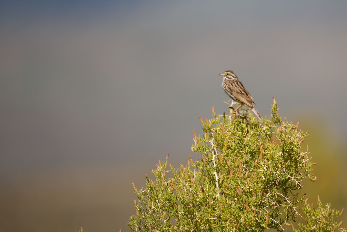 Savannah Serçesi - ML645027882