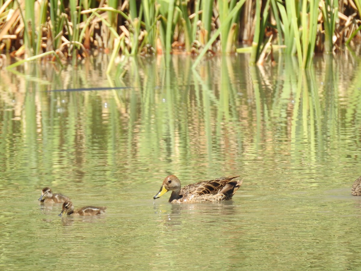 gulnebbstjertand - ML645027899