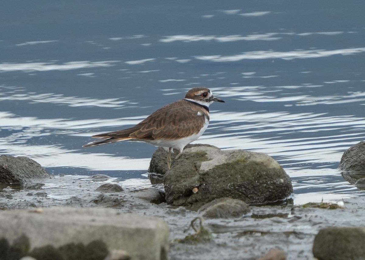 Kildir txirritxoa - ML645027914