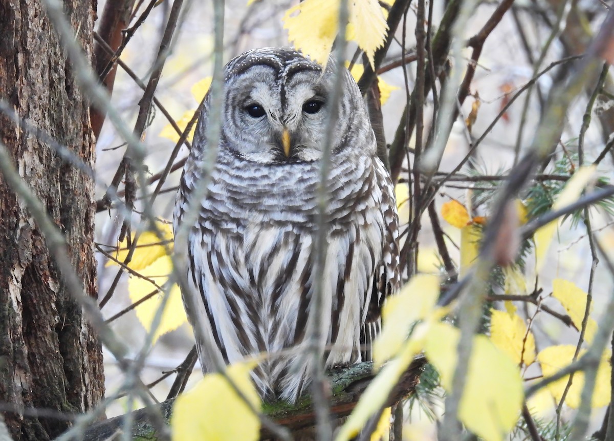 Barred Owl - ML645027923