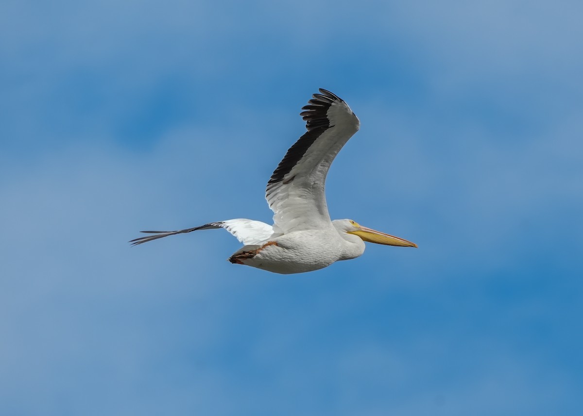 Pelikano zuri amerikarra - ML645027926