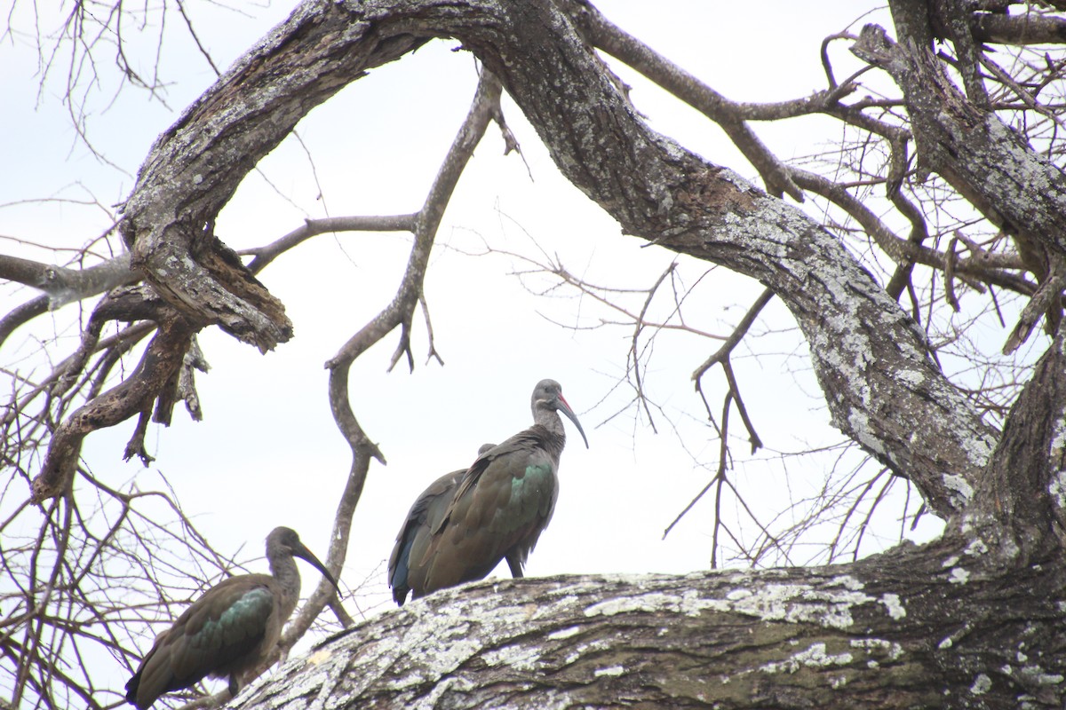 Hadada Aynağı - ML645027966