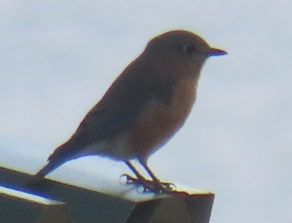 Azulejo Oriental - ML645027970