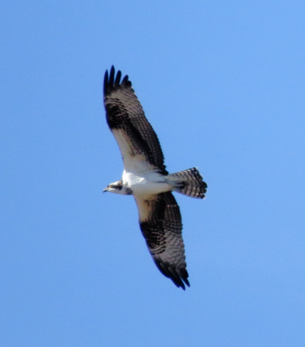 Osprey - ML645027977