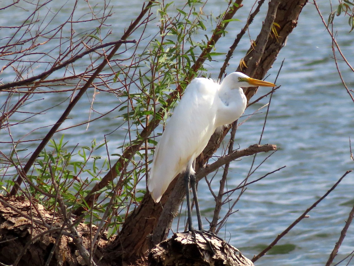 Great Egret - ML645027993