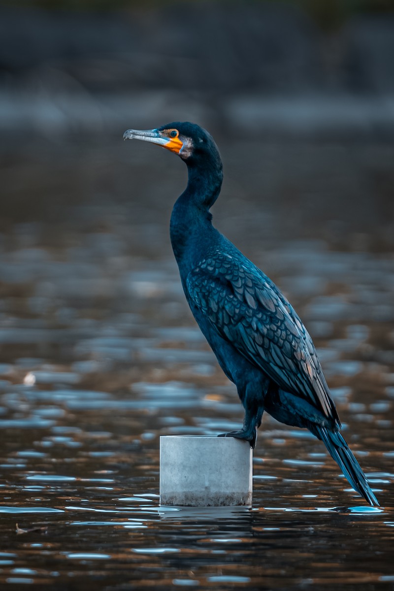 鸕鷀 - ML645027997