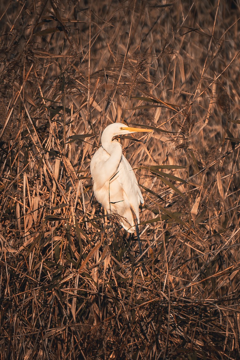 大白鷺 - ML645027999