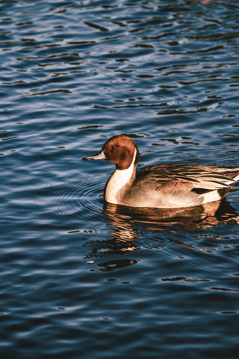 尖尾鴨 - ML645028000