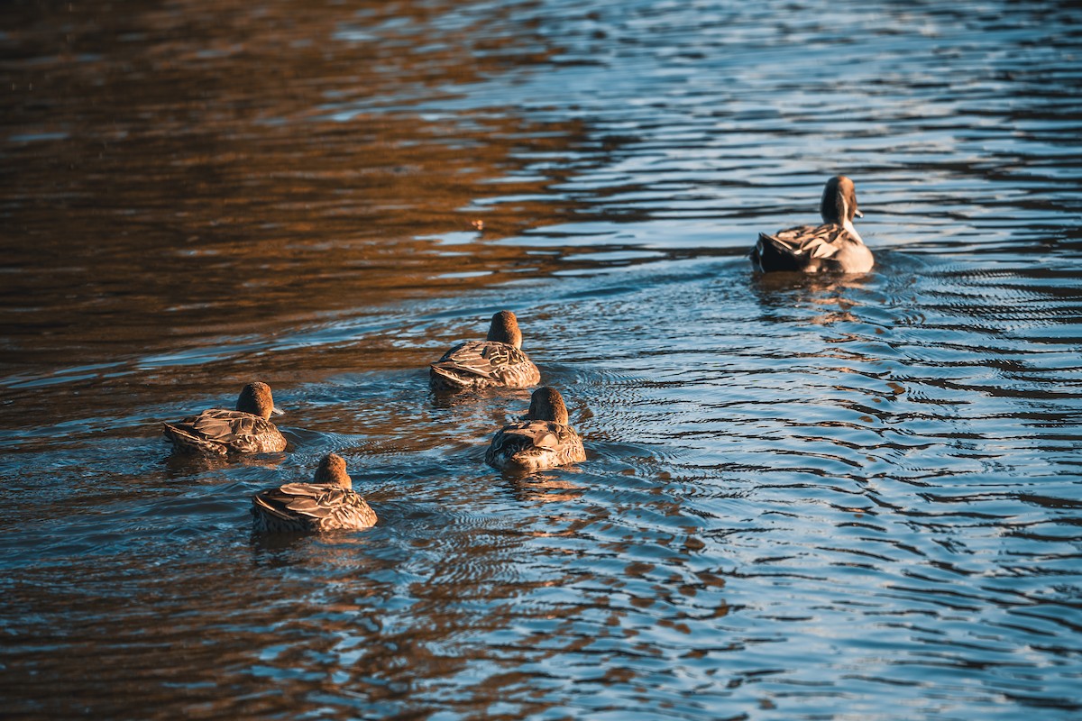 赤頸鴨 - ML645028001
