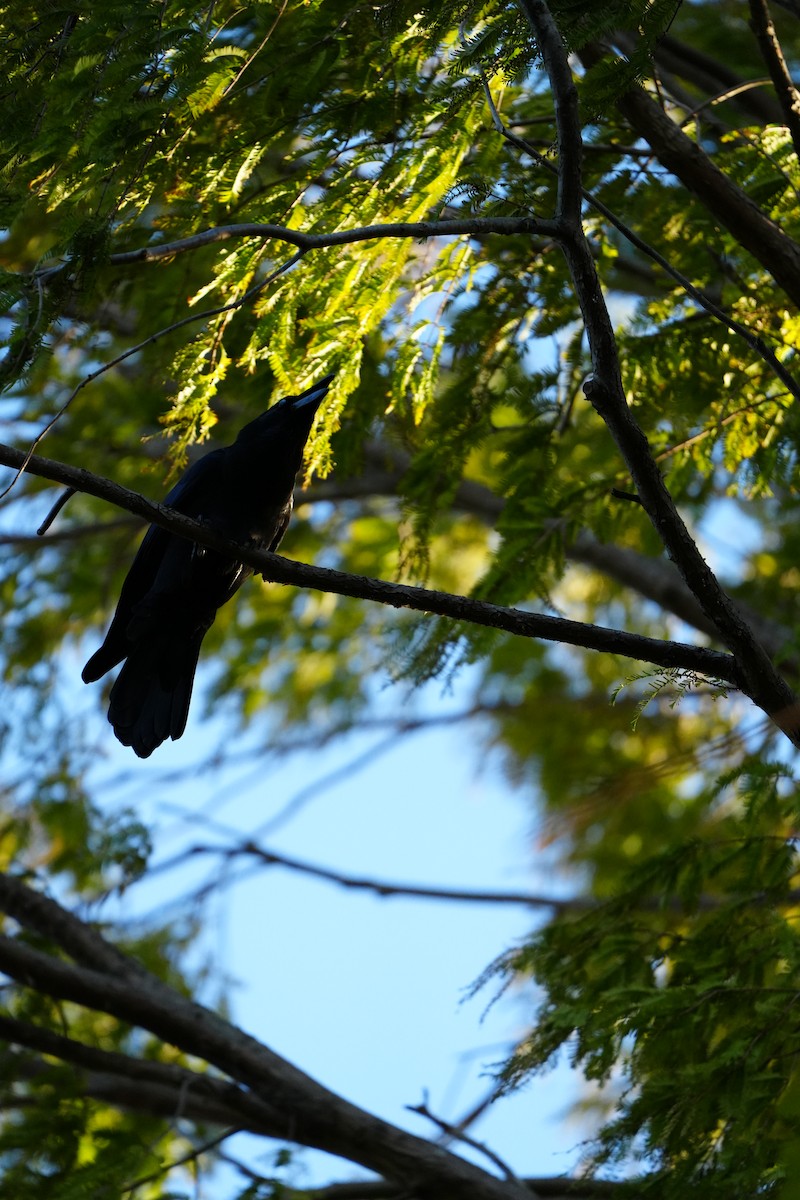 巨嘴鴉 - ML645028002