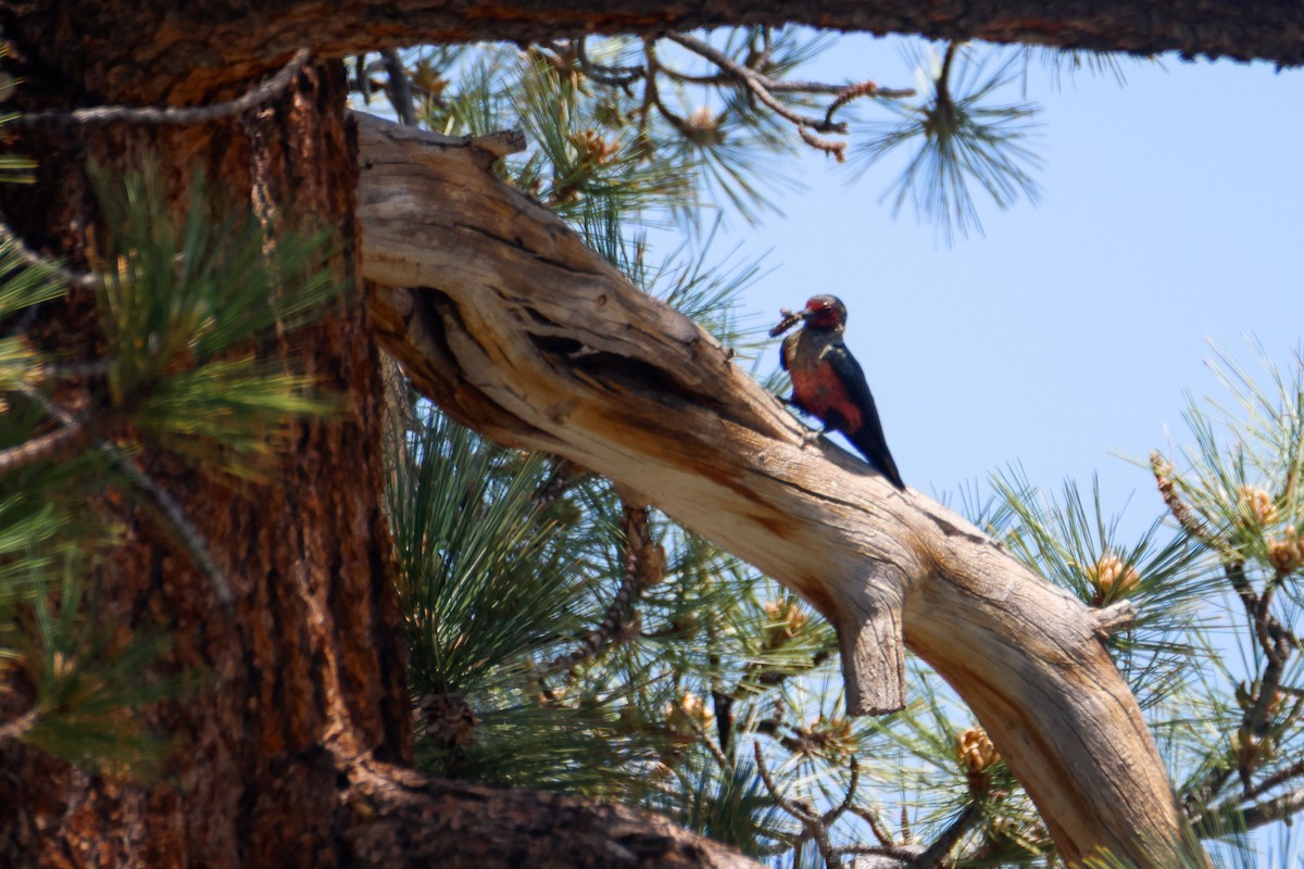 Lewis's Woodpecker - ML645028004