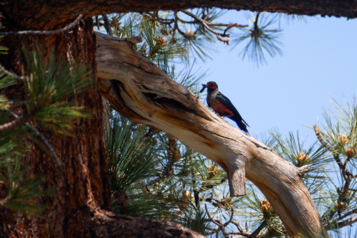 Lewis's Woodpecker - ML645028005