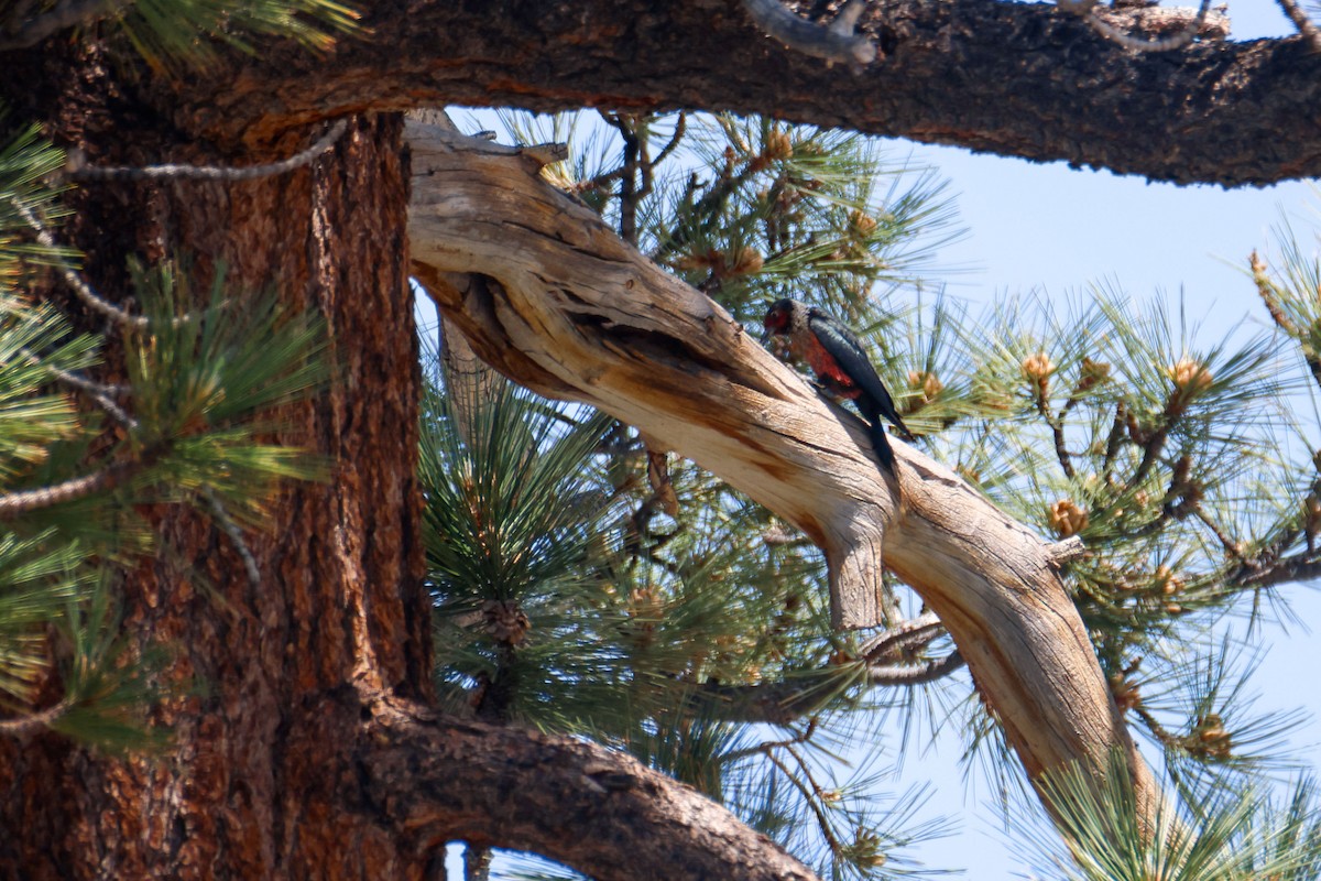 Lewis's Woodpecker - ML645028006