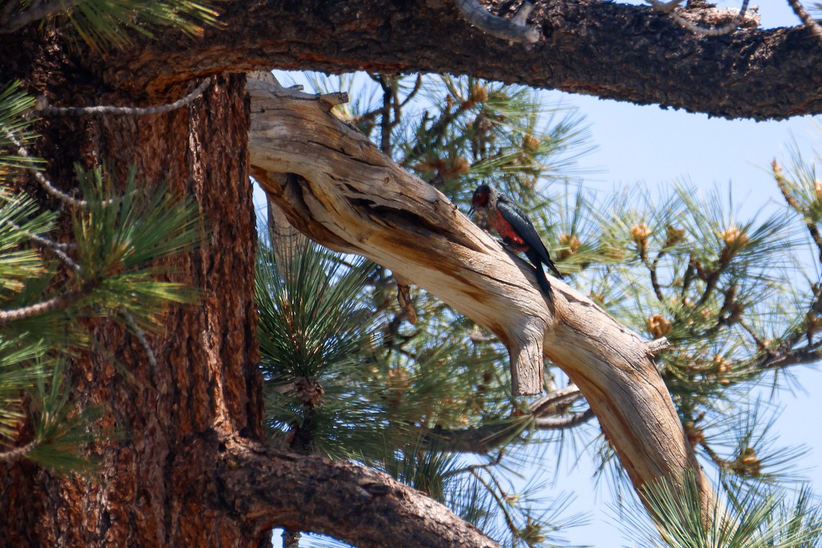 Lewis's Woodpecker - ML645028007