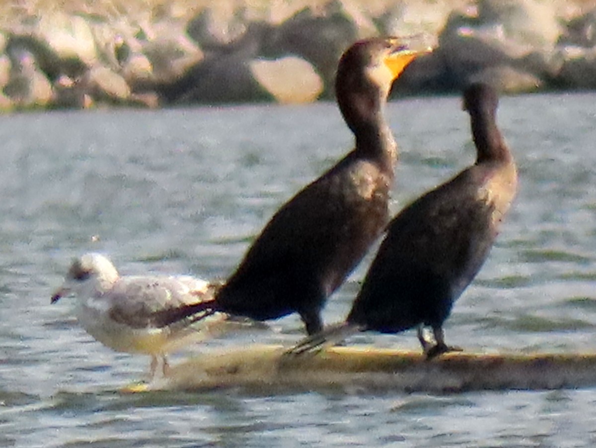 Double-crested Cormorant - ML645028010
