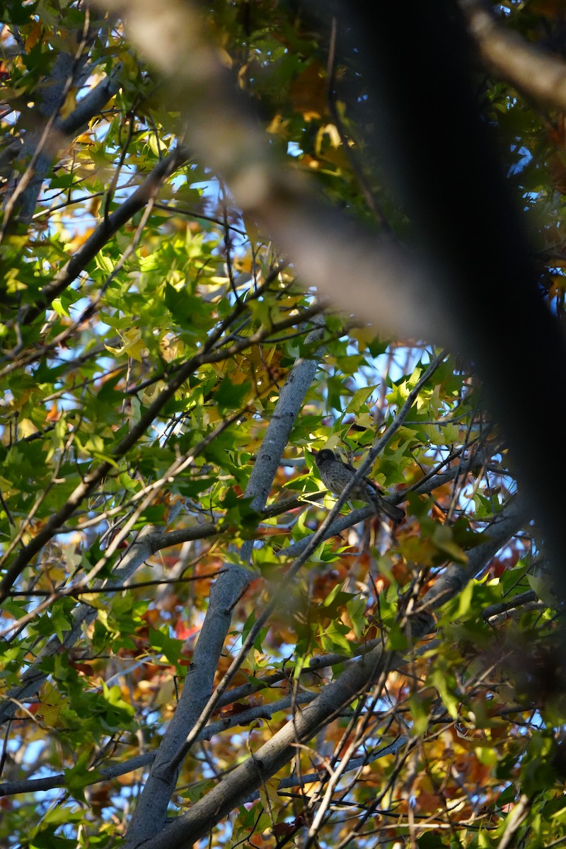 棕耳鵯 - ML645028019