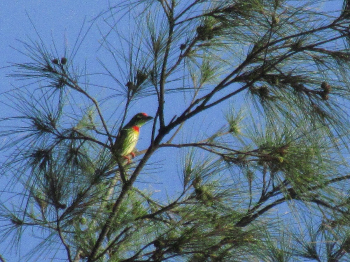 Coppersmith Barbet - ML645028020