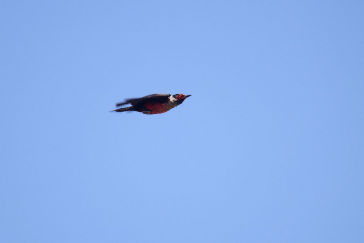Lewis's Woodpecker - ML645028023