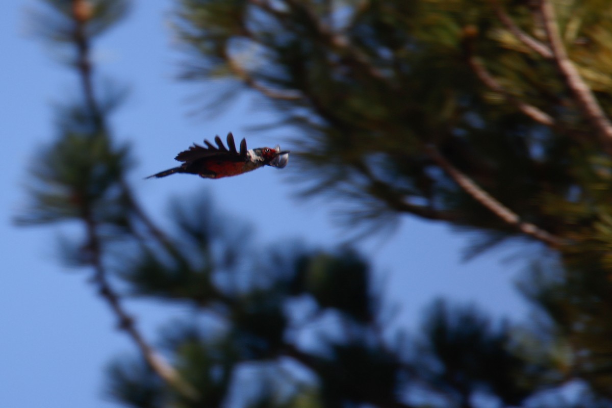 Lewis's Woodpecker - ML645028024
