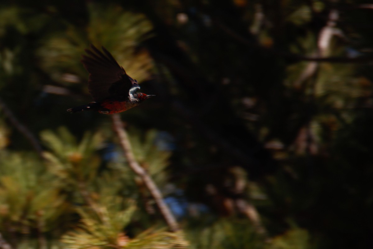 Lewis's Woodpecker - ML645028025