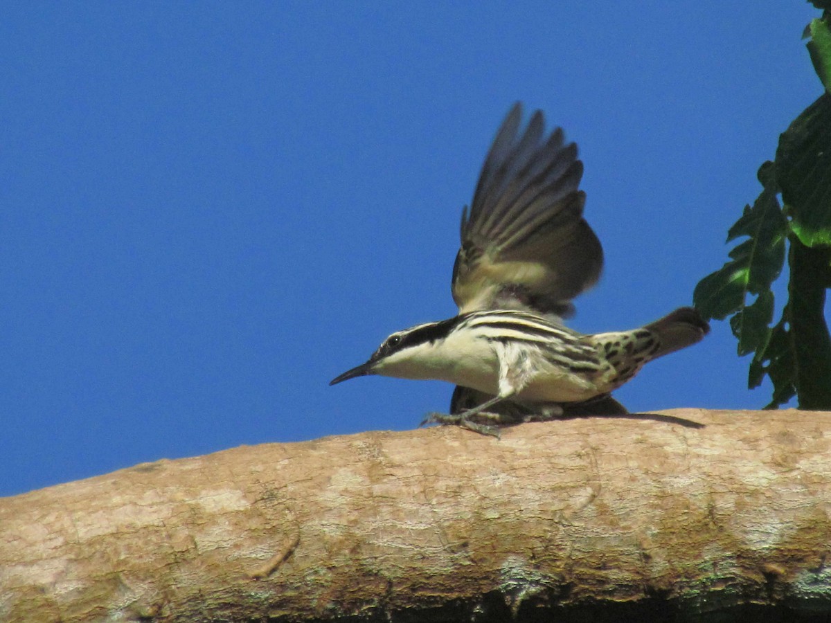Stripe-sided Rhabdornis - ML645028037