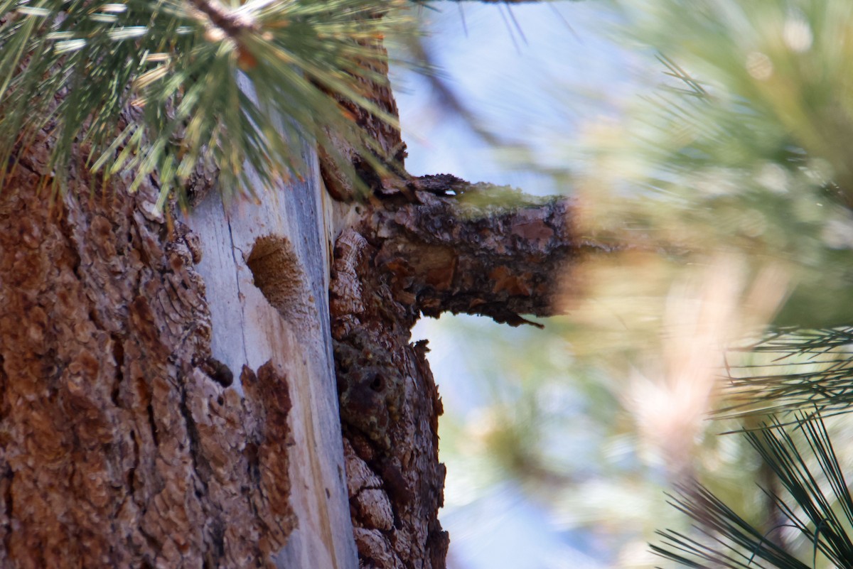 Lewis's Woodpecker - ML645028039