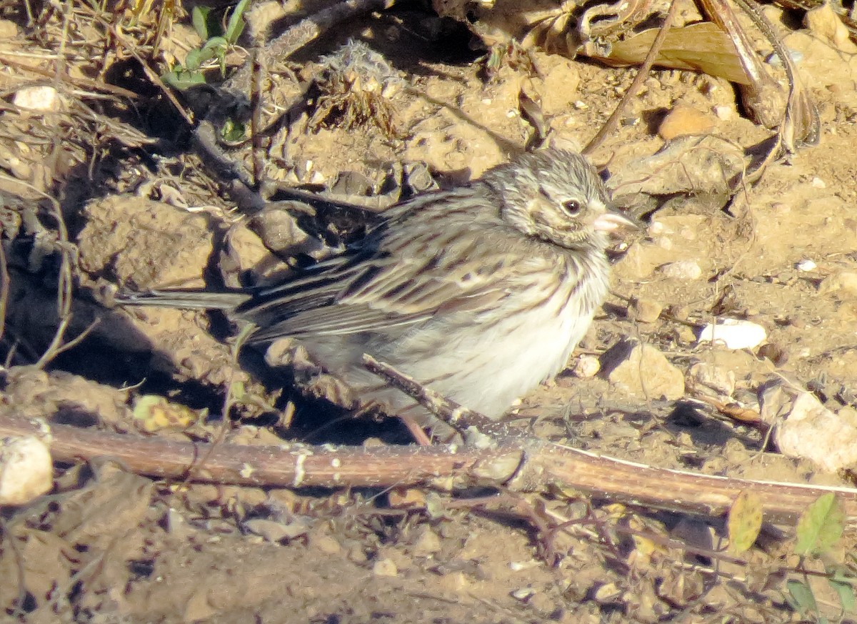 Vesper Sparrow - ML645028043