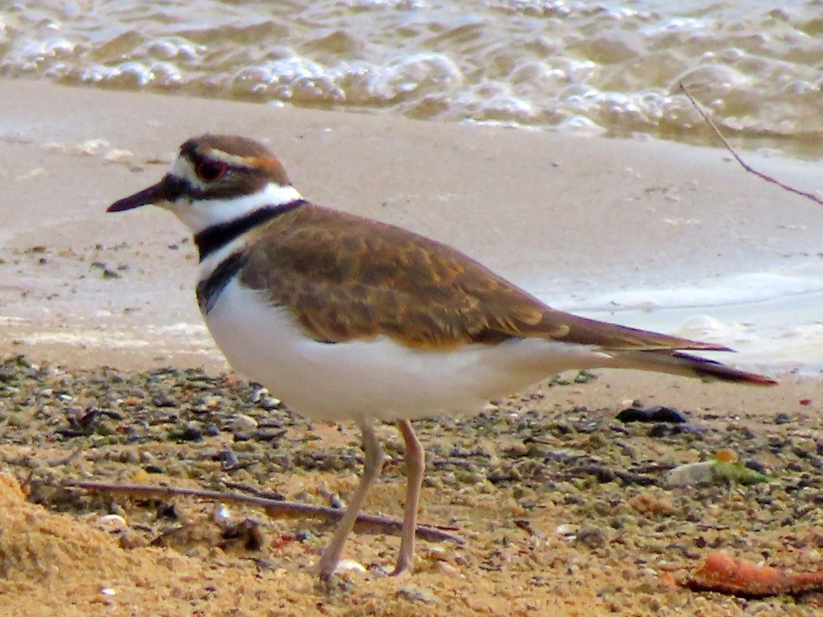 Killdeer - ML645028045
