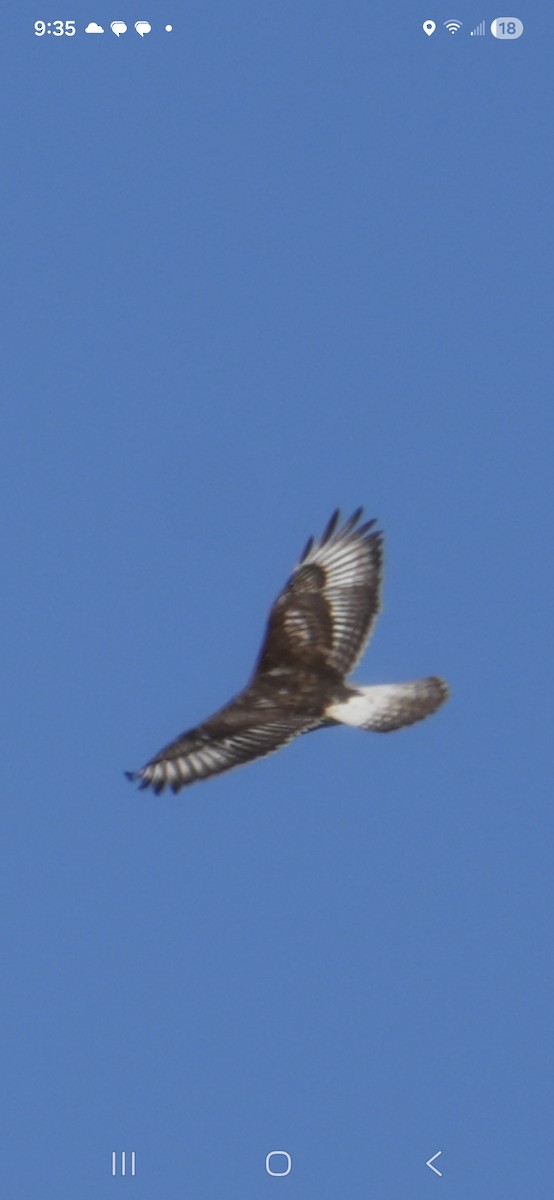 kongevåk - ML645028046