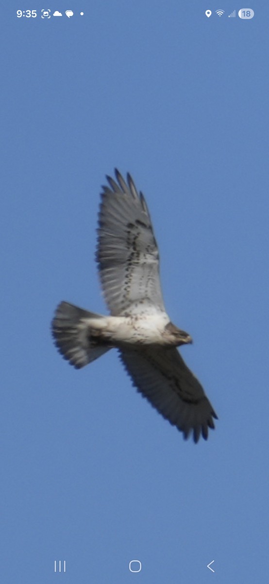 kongevåk - ML645028047