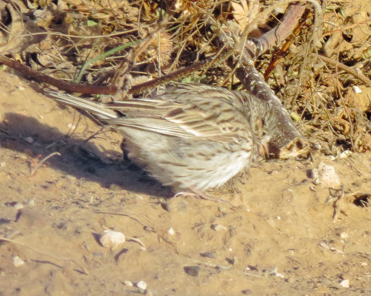 Vesper Sparrow - ML645028060