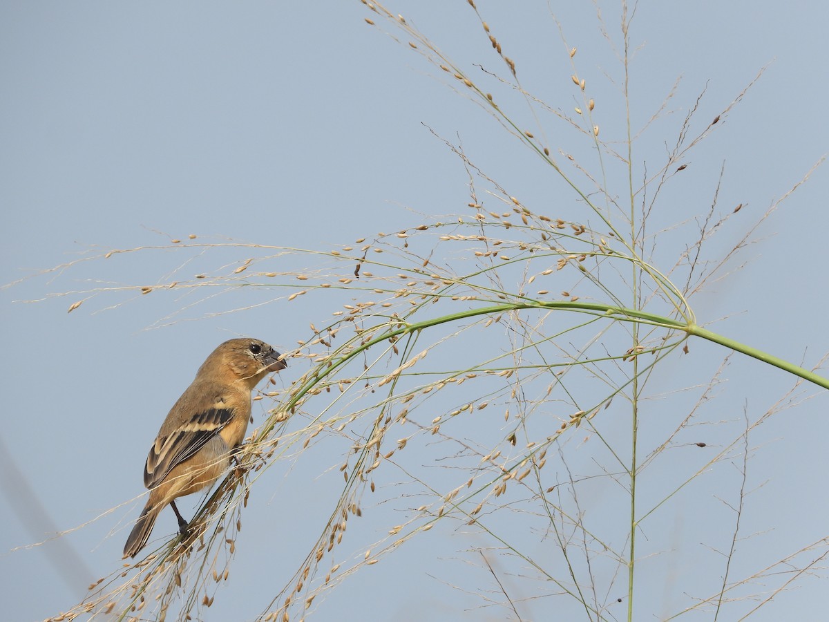 Morelet's Seedeater - ML645028066