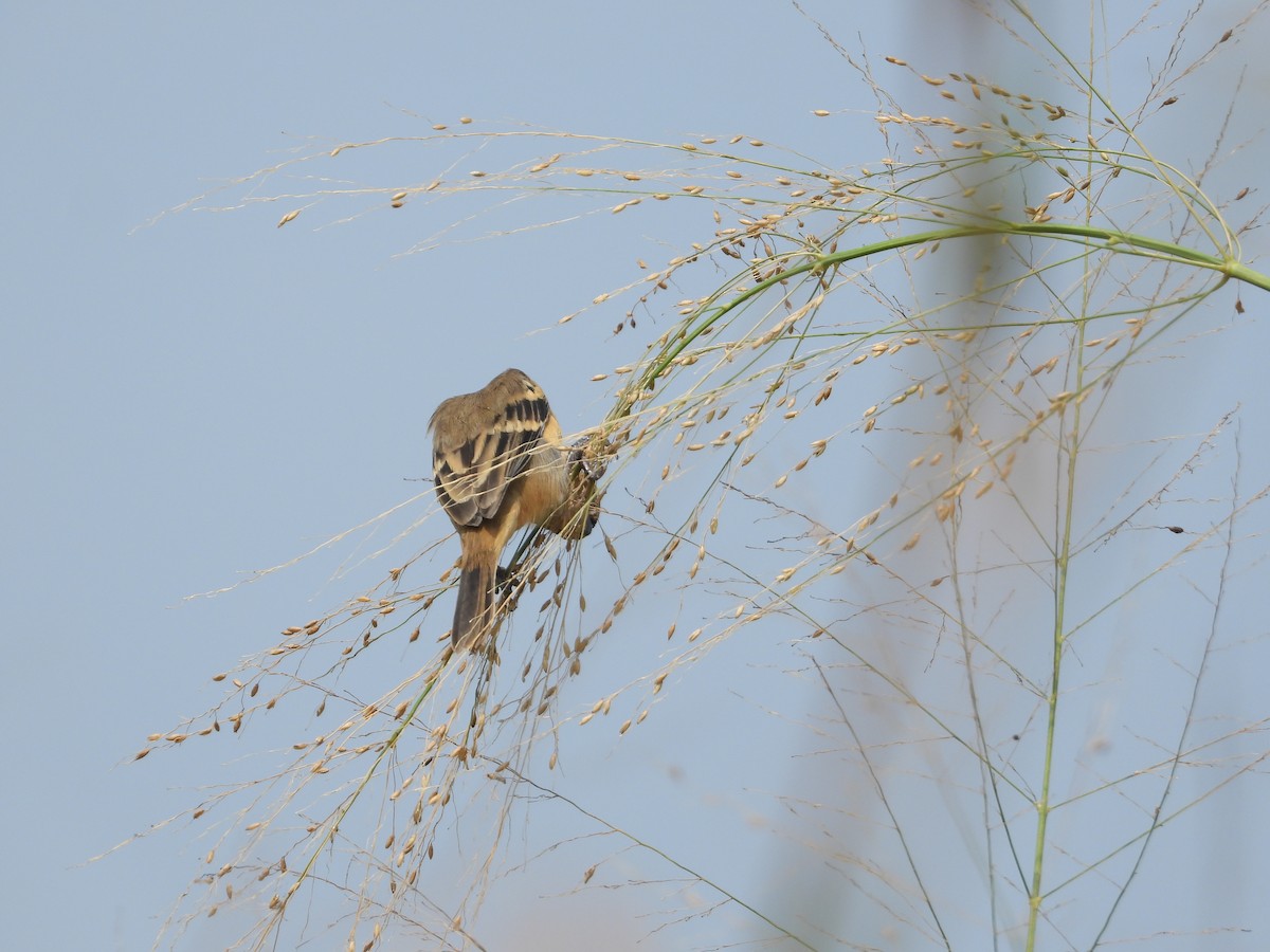 Morelet's Seedeater - ML645028067